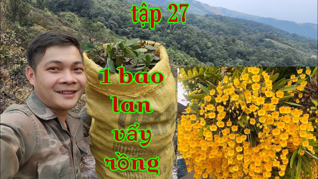 Chuyến đi rừng gặp nhiều lan vẩy rồng, bạc diệp,mạc xuân, đi tìm lan rừng tập 27 | 0985.626.566