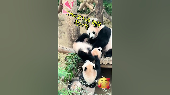 러바오가족 행복한시간 러바오 (Le Bao) 가족