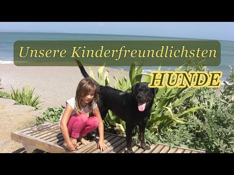 Video: Top Ten der intelligentesten Hunderassen. 