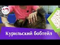 Курильский бобтейл на ilikepet