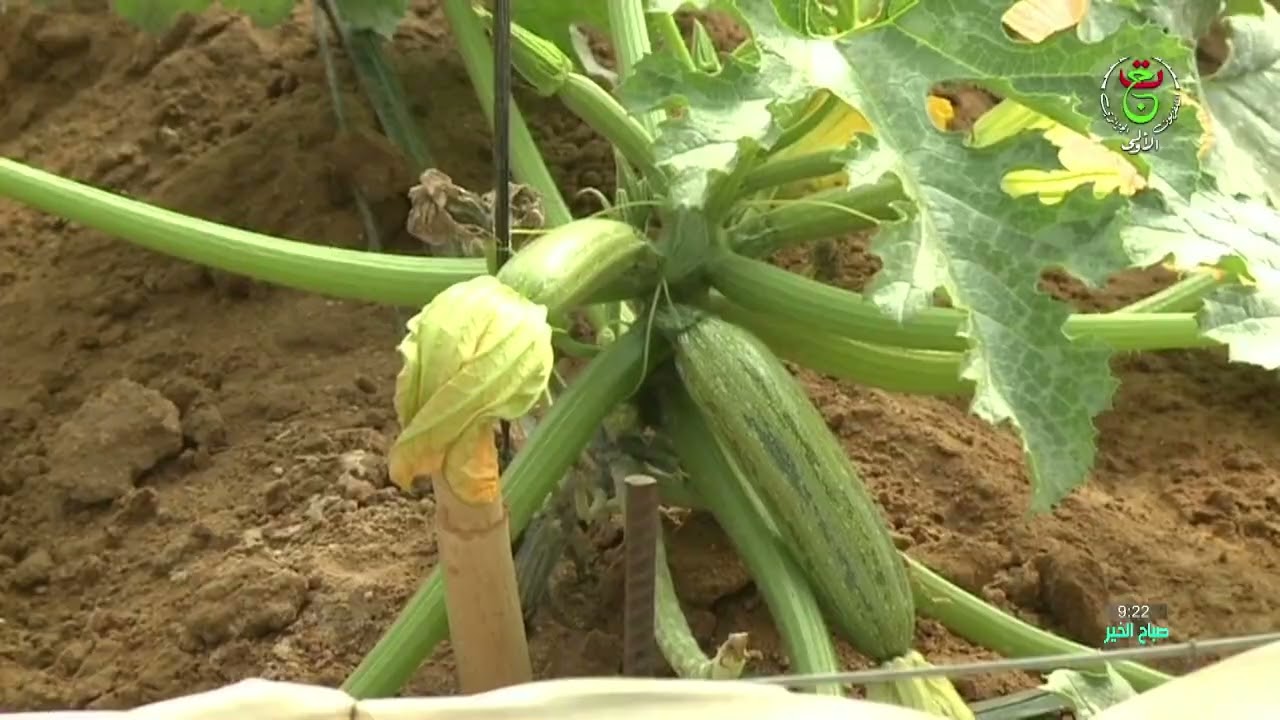 الاستثمار الفلاحي بولاية  جانت