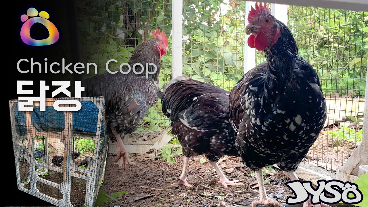chicken coop EP.1 | 연립닭장 짓기 1 | 각목 | JYSO | 지소