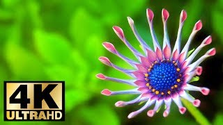 نمایش اسلاید 4K UltraHD گلهای رنگارنگ 2018