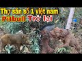 Pitbull Thợ Săn Số 1 Việt Nam Trở Lại Với Màn Đối Đầu Quái Thú Hung Dữ Khổng Lồ| Pit Bull prey