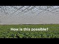 The World's Biggest Rooftop Greenhouse