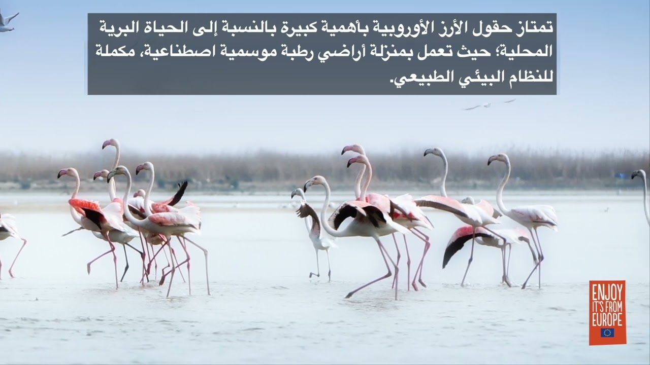 Rice Ecosystem (arabic)