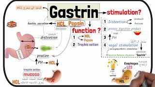 المحاضرة 2 من  كورس الفيسيولوجي   Physiology G.I.T Lecture (2 )  G.I.T Hormones 