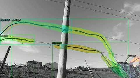 Counting canes emerging from a trunks crown