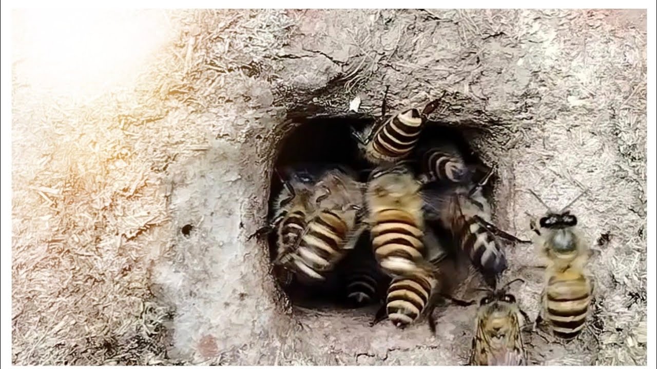 Bees Arrives🐝 #honeybee #firstvideo