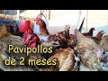 PAVIPOLLOS DE 2 MESES  *aves de corral