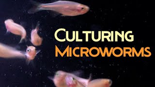 How to Culture Microworms. NO yeast: Banana worms, Walter worms, Microworms.