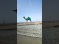 @camel racing point in Oman big staychu in camel #shorts #camel #videos