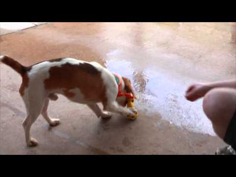 puppy paradise Furkids/Small Dog Rescue - Lenox Park