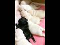 The Secret to Healthy, Happy Nursing French Bulldog Pups #nursing #funnypuppy #puppytrainer #cavapoo