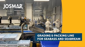 Grading & packing line for seabass and seabream