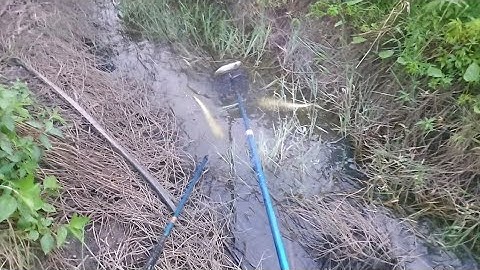 Chích trúng cá lóc bự mương vườn | kích cá miền tây 