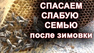 Слабая семья после зимовки. Пытаемся спасти.