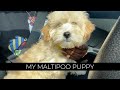 I GOT A MALTIPOO PUPPY! | First 2 Weeks With Her