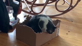 Cat Has Peculiar Appetite for Cardboard Boxes || ViralHog