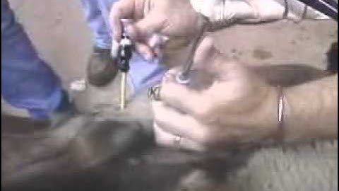 Laparoscopic A.I. in sheep