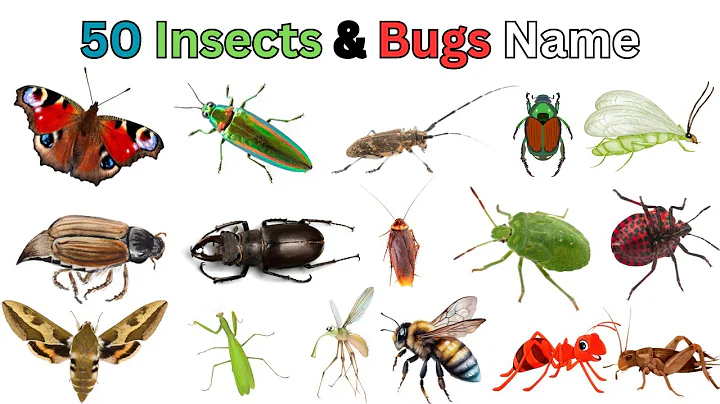 50 Insects & Bugs names In English With Pictures |Kids Vocabulary| #kidslearning #insectsvocabulary