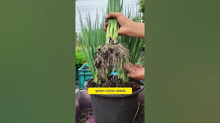 Japanese Green Onion Seeds