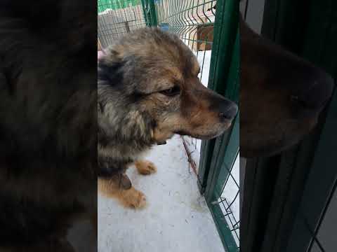 приют для бездомных животных (делаем добрые поступки и спасение бездомных животных