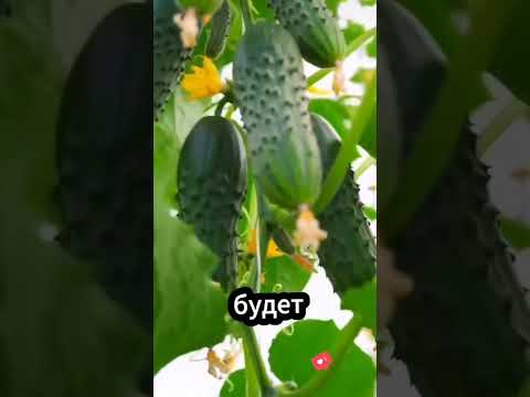 Если у вас на огурцах жёлтые листья, то попробуйте это чудо раствор