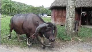 Domestic water buffalo (Bubalus bubalis),