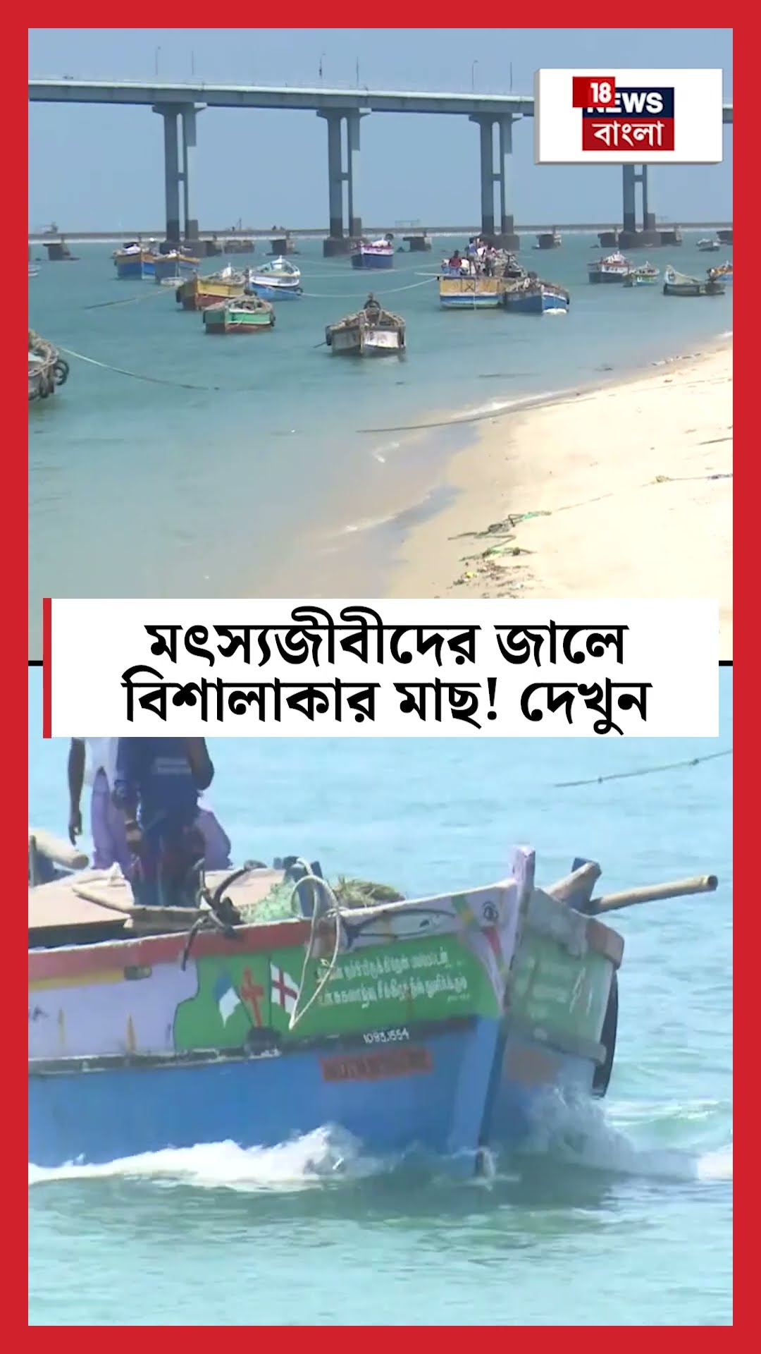 Rameswaram এ মৎস্যজীবীদের জালে বিশালাকার মাছ! দেখুন  | N18S #shorts