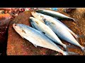 Katta(தோல் பாறை), Vaaval, Vanjaram Fish Cutting|Kasimedu Selvam Fastest Fish Cutter|#royalmariners