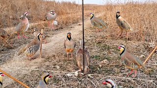Traditional Bird Trap Unbelievably Simple But Super Effective