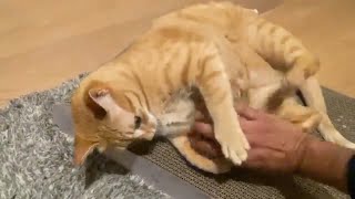 Fun Games for Lazy or Plump Kitties: Mylu's Top Recommendations! 🐾😸 by Rescued Angel 179 views 5 months ago 56 seconds