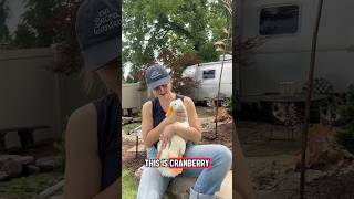 Meet Cranberry!