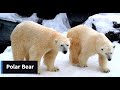 Polar bear || The Largest Land Predator