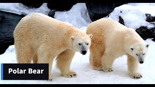Polar bear || The Largest Land Predator