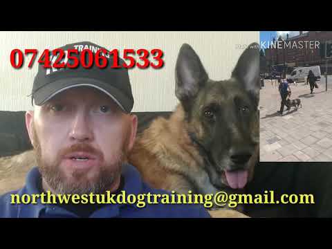 dog-training-in-didsbury-manchester