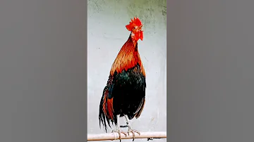 Sound The Red Junglefowl Asia Junglefowl Ayamhutan Shorts 