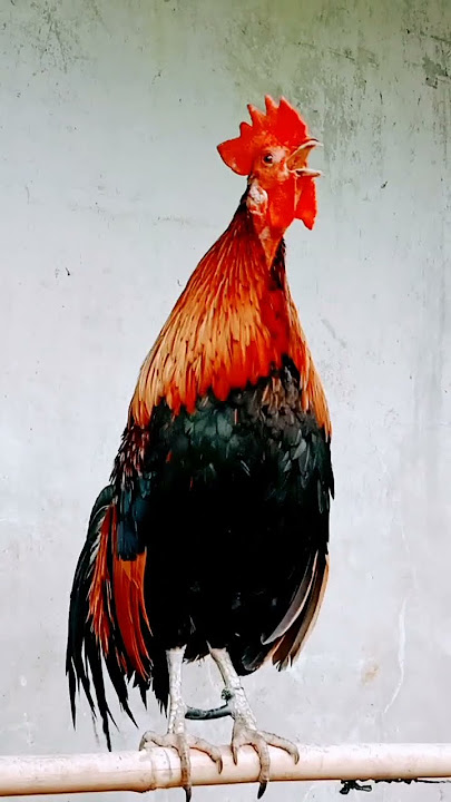suara ayam hutan merah Asia #ayamhutan #ayamhutan #shorts
