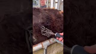 Lets Go Branding Bull Calf