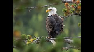 Eagle Eating Trout at Crystal Lake CO on 9 20 2022