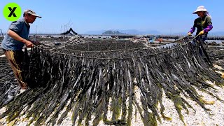 Así PROCESAN Miles de Toneladas de ALGA NORI anualmente en JAPÓN🍣