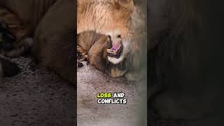 Lion Documentary | Secrets of the King of Beasts #animals #wildlife #lion