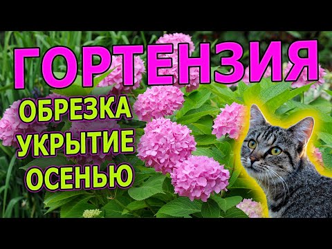Гортензия крупнолистная укрытие на зиму. Как укрыть молодой куст гортензии в зиму. Укрытие гортензии