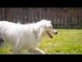 Deaf and Blind Dog Training - Recall With a Vibration Collar Deaf and Blind Dog Training - Recall With a Vibration Collar