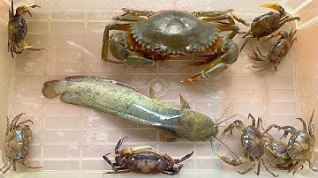 Kem Ốc Chanel ra ao bắt con cua, con cá, Rùa khổng lồ ăn con cá. Lấy bàn chải đánh răng cho cá sấu.