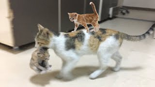 too cute cats and  kittens videos compilation by One Minute pets 357 views 2 years ago 7 minutes, 9 seconds