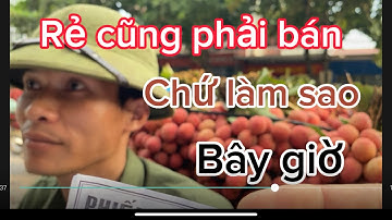 Vải Thiều Lục ngạn giá rẻ sập sàn.bà con đang no không đủ trả tiền phân cập Nhật ngày 16/6/2023.