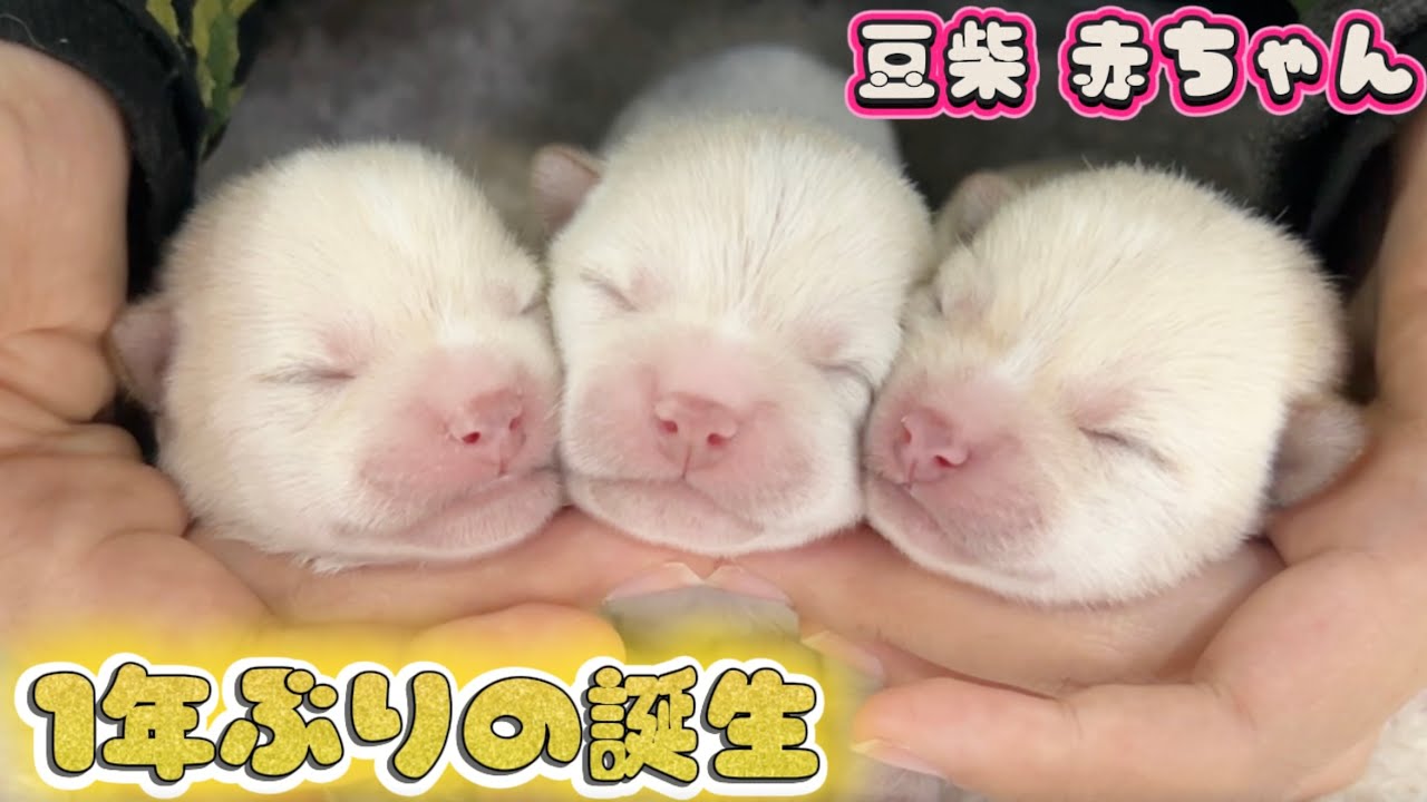 豆柴犬】白豆柴の赤ちゃんが誕生しました…10匹の赤ちゃんのご紹介です