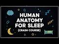 Human Anatomy To Fall Asleep To | Anatomy And Physiology